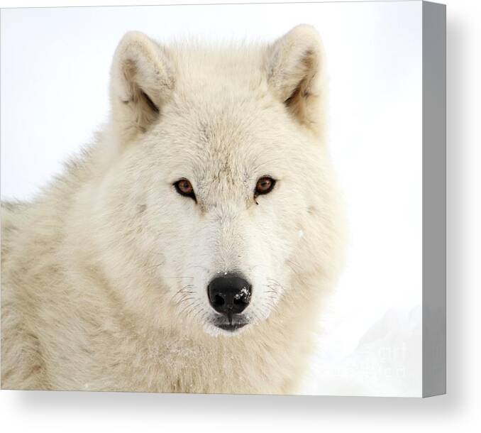 Arctic Wolf Canvas Print featuring the photograph Arctic Wolf Close Up by Heather King