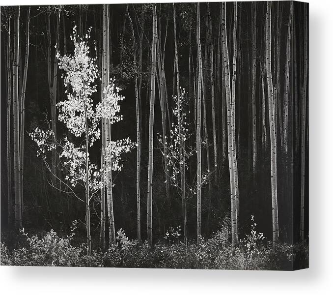 Ansel Adams Canvas Print featuring the digital art Aspens Northern New Mexico by Ansel Adams