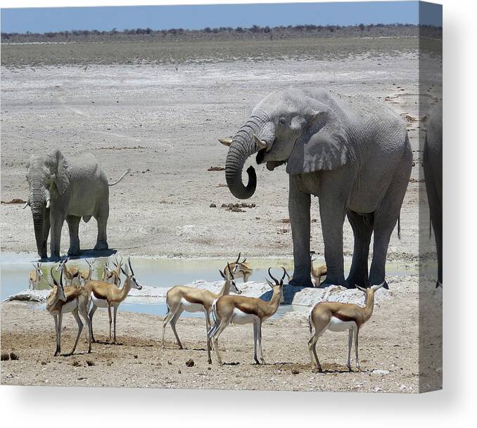 Africa Canvas Print featuring the photograph At the water Hole ... by Eric Pengelly