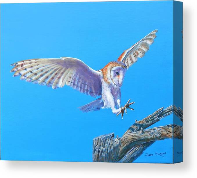 Barn Owl Canvas Print featuring the painting Barn Owl Landing by John Neeve