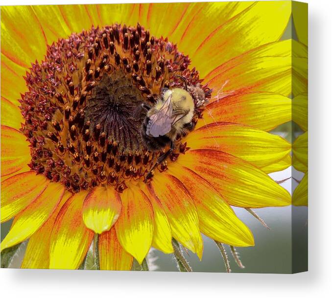Sunflower Canvas Print featuring the photograph Bee on a Sunflower by Susan Rydberg
