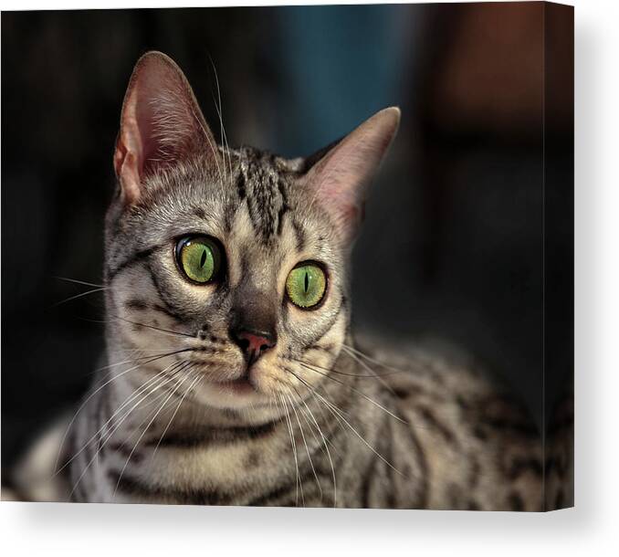 Bengal Beauty Canvas Print featuring the photograph Bengal Beauty by Wes and Dotty Weber