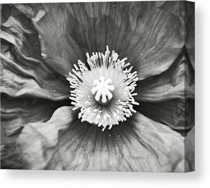 Poppy Canvas Print featuring the photograph Black and White Poppy Four by Lupen Grainne