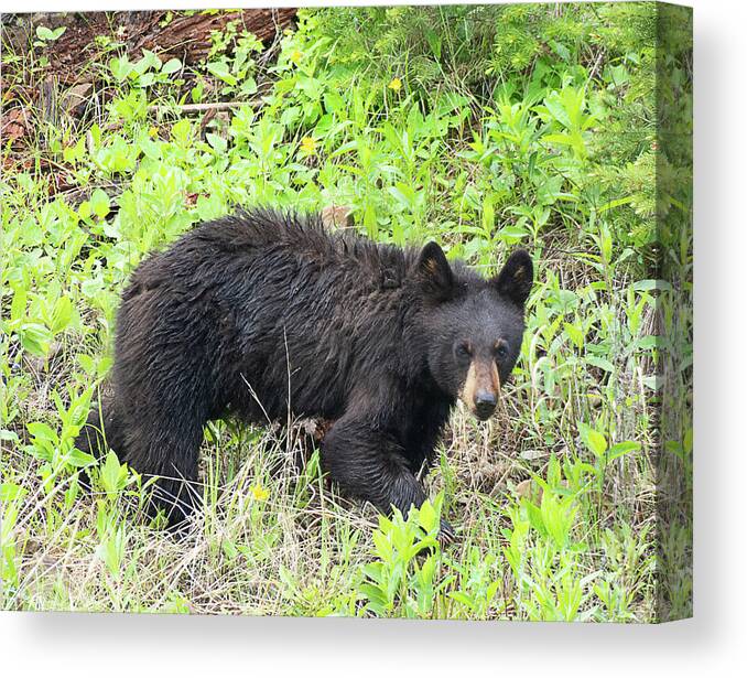 Bear Canvas Print featuring the photograph Black Bear Browsing by Dennis Hammer