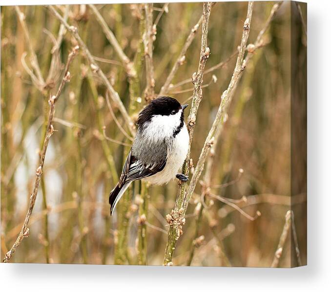 Black Capped Chickadee Canvas Print featuring the photograph Black Capped Chickadee Print by Gwen Gibson