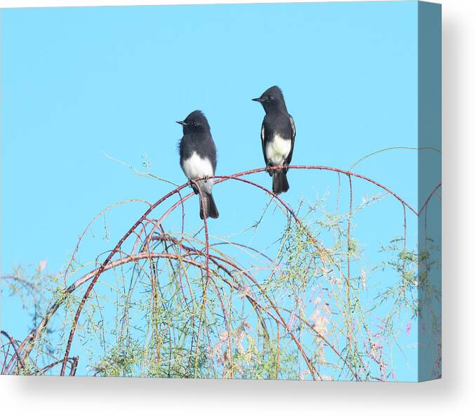 Black Phoebe Canvas Print featuring the photograph Black Phoebe Duo 8764-093019 by Tam Ryan