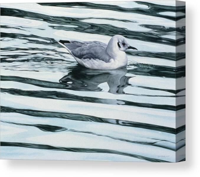 A Bonaparteis Gull Glides Through The Water. Canvas Print featuring the painting Bonaparteis Gull by Ron Parker