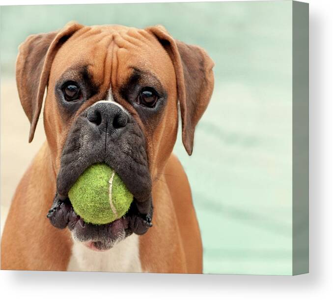Pets Canvas Print featuring the photograph Boxer Dog by Jody Trappe Photography