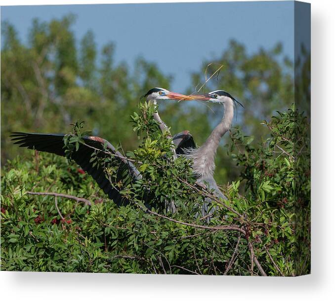 Birds Canvas Print featuring the photograph Breeding Herons by Donald Brown