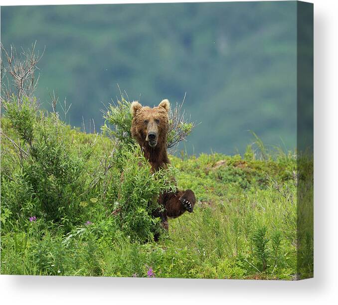 Brown Bear Canvas Print featuring the photograph Brown Bear Standing In Bushes by Richard Mcmanus