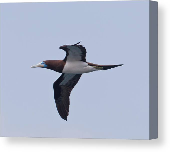 Brown Booby Canvas Print featuring the photograph Brown Booby by Hiroyuki Uchiyama