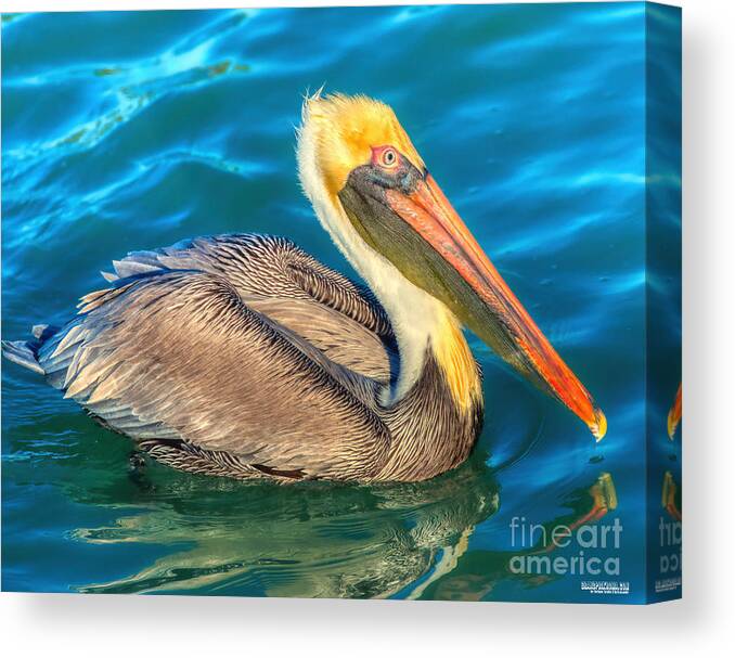 Avian Canvas Print featuring the photograph Brown Pelican - North American bird of the pelican family by Stefano Senise
