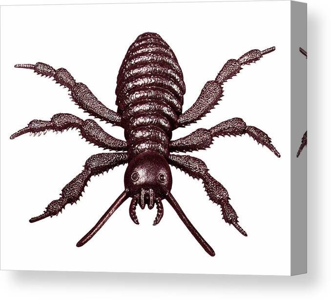 Animal Canvas Print featuring the drawing Brown Plastic Bug by CSA Images