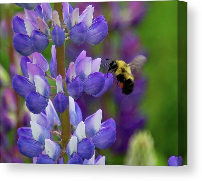 Bee Canvas Print featuring the photograph Bumble Bee and Lupine by Tim Kirchoff