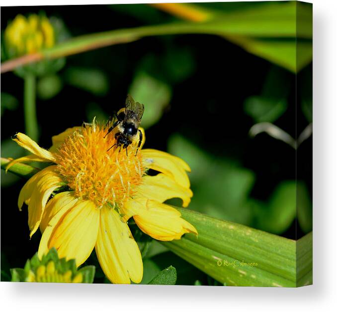 Bee Canvas Print featuring the photograph Bumblebee at Work by Kae Cheatham