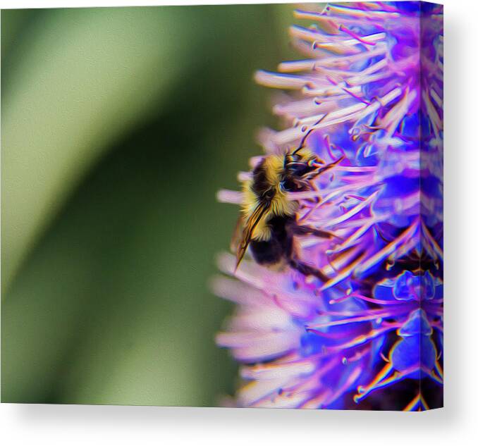 Bee Canvas Print featuring the photograph Busy bee by Stuart Manning