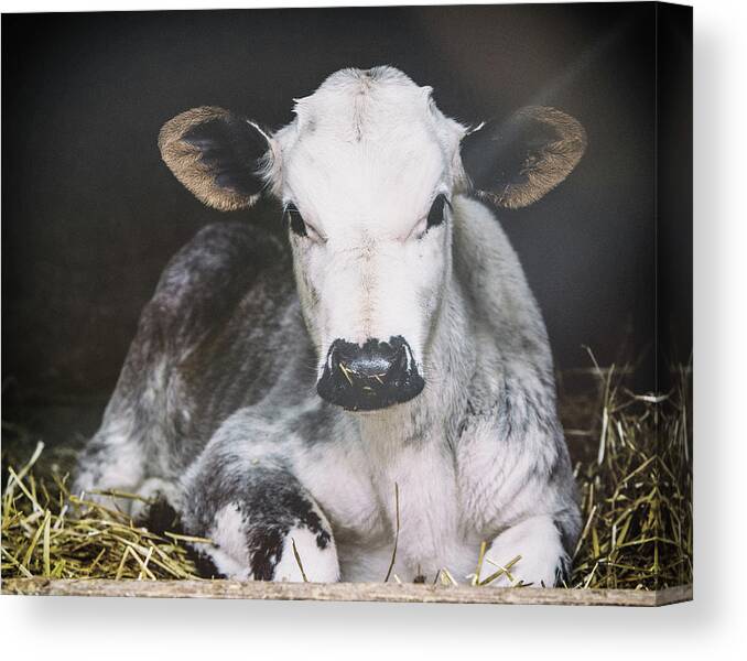 Animals Canvas Print featuring the photograph Busy Day Crop by Aledanda