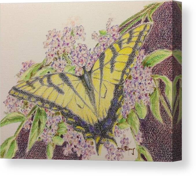 Framed Prints Canvas Print featuring the drawing Butterfly on buddliea blossoms by Milly Tseng