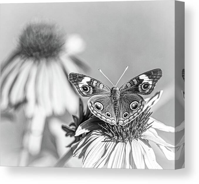 Butterfly Canvas Print featuring the photograph Butterfly on Cone Flower Black and White by Lori Rowland