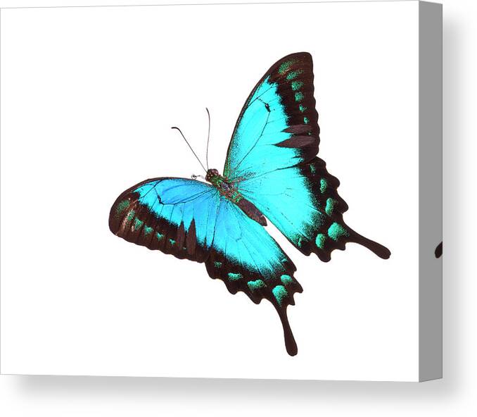 White Background Canvas Print featuring the photograph Butterfly Papilio Lorquinianus Albertisi by Liliboas