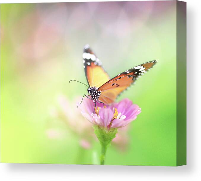 Insect Canvas Print featuring the photograph Butterfly Rainbow by Sharon Lapkin