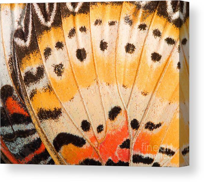 Beauty Canvas Print featuring the photograph Butterfly Wing Texture Close by Wanchai