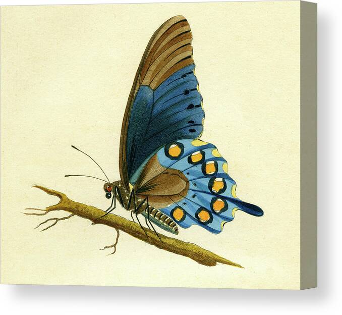 Entomology Canvas Print featuring the mixed media butterfy detail - Papilio Philenor by Unknown