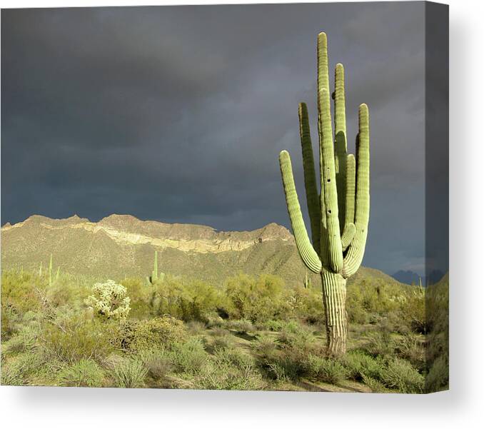 Tranquility Canvas Print featuring the photograph Cactus by Copyrighted By Jack Pal