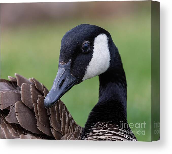 Photography Canvas Print featuring the photograph Canada Goose by Alma Danison
