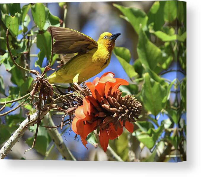 Weaver Canvas Print featuring the photograph Cape Weaver by Ben Foster