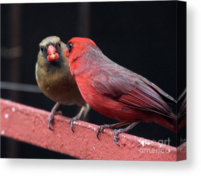 Female Northern Cardinal Canvas Print featuring the photograph Cardinal Love 1 by Patricia Youngquist