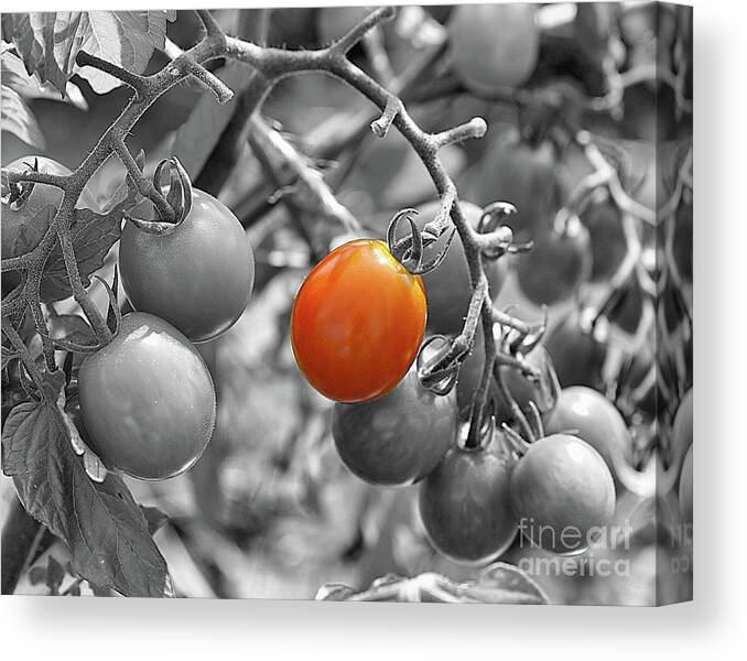 Black And White Canvas Print featuring the photograph Cherry Tomatoes Partial Color by Smilin Eyes Treasures