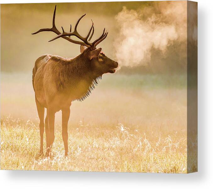 Elk Canvas Print featuring the photograph Frosty Bugle Breath by Marcy Wielfaert