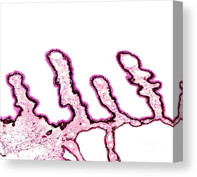 Light Microscope Canvas Print featuring the photograph Ciliary Body by Jose Calvo / Science Photo Library