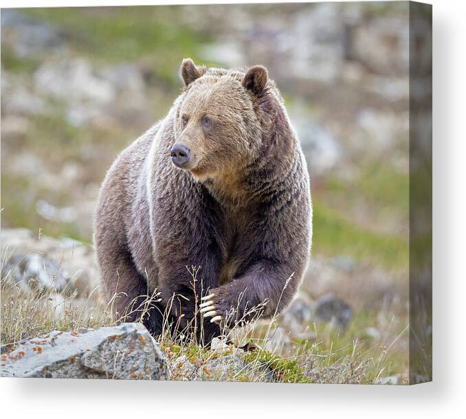 Grizzly Bear Canvas Print featuring the photograph Claws of a Grizzly by Jack Bell