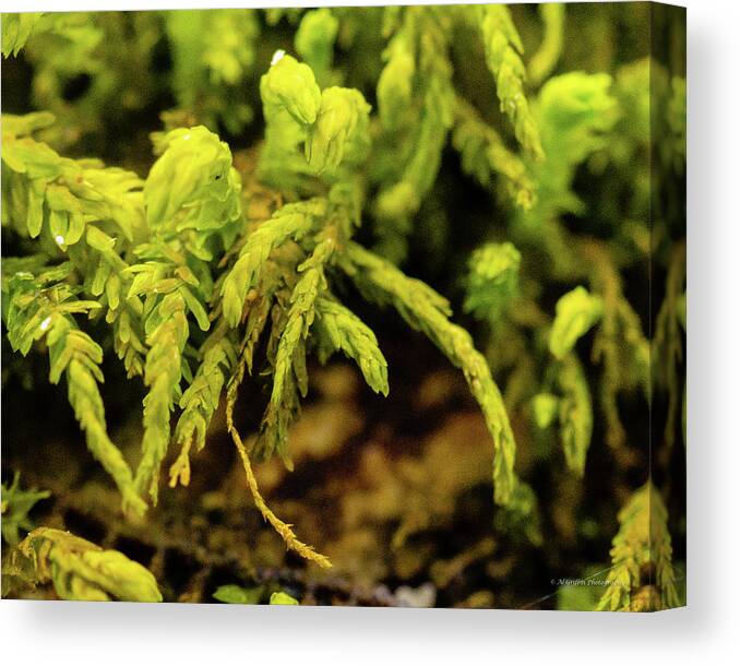 Lake Of The Ozarks Canvas Print featuring the photograph Close-up of Moss by Al Griffin
