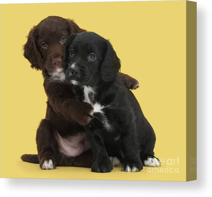 Cocker Spaniel Canvas Print featuring the photograph Cocker cuddles by Warren Photographic