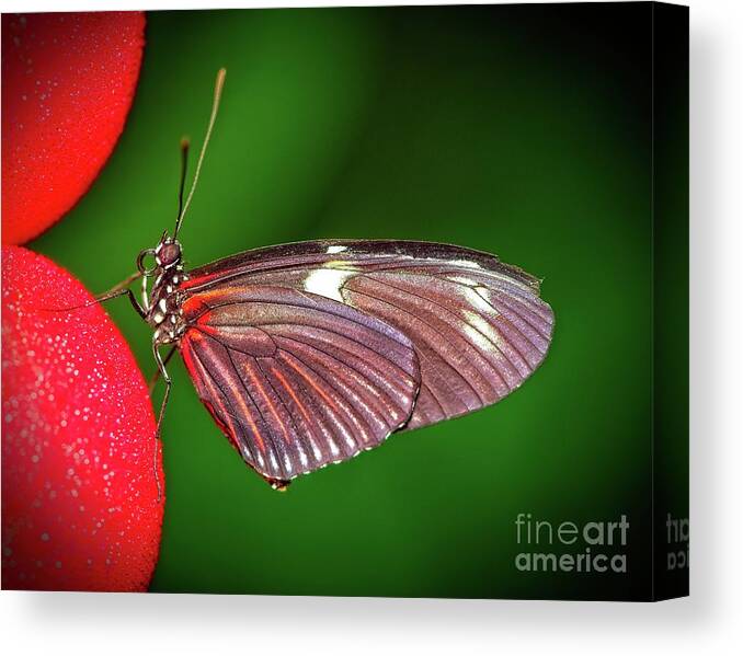 Butterfly Canvas Print featuring the photograph Colorful butterfly closeup by Phillip Rubino