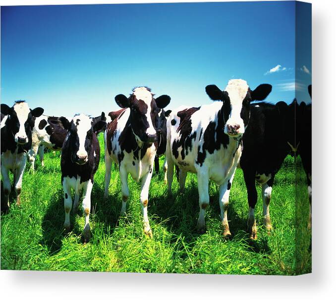 Hokkaido Canvas Print featuring the photograph Cows In The Field, Betsukai Town by Gyro Photography/amanaimagesrf