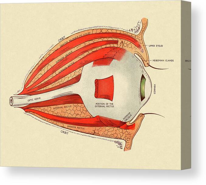 Anatomical Canvas Print featuring the drawing Diagram of Human Eye by CSA Images