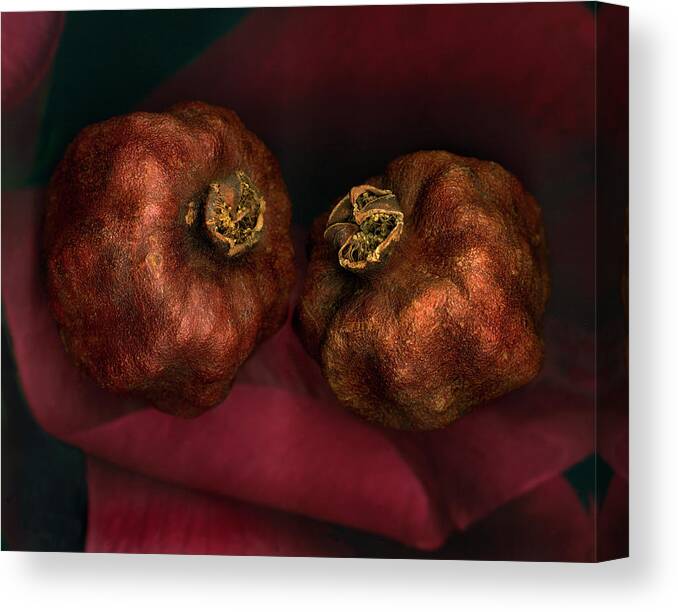 Aging Process Canvas Print featuring the photograph Dried Pomegranates, Close-up by John Grant