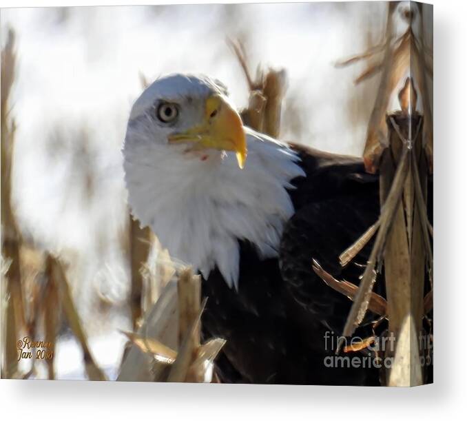 Birds Canvas Print featuring the photograph Eagle by Rennae Christman