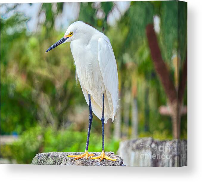 Everglades Birds Canvas Print featuring the photograph Egret Under the Palms by Judy Kay