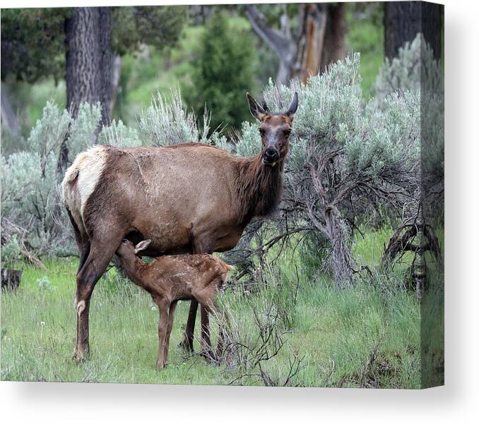 Elk Canvas Print featuring the photograph Elk Cow and Calf in Yellowstone by Jean Clark