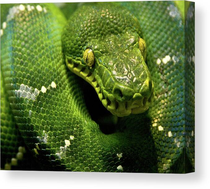 Alertness Canvas Print featuring the photograph Emerald Python by Adam Jeffery Photography