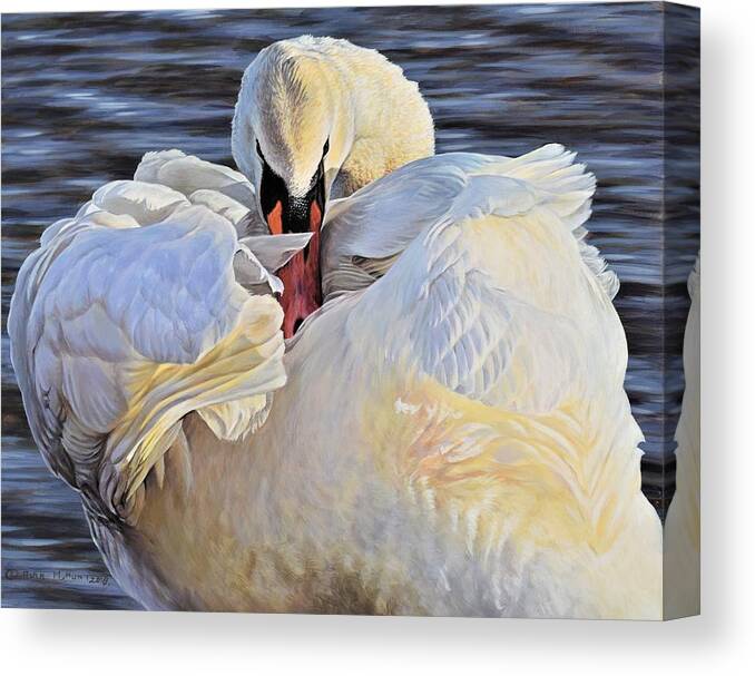 Paintings Canvas Print featuring the photograph Evening Glow - Swan by Alan M Hunt