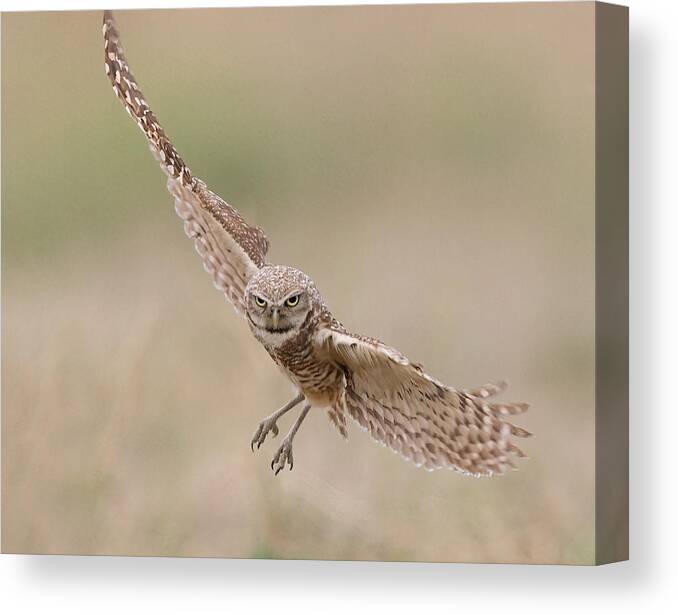  Canvas Print featuring the photograph Eye To Eye by Bill Lu