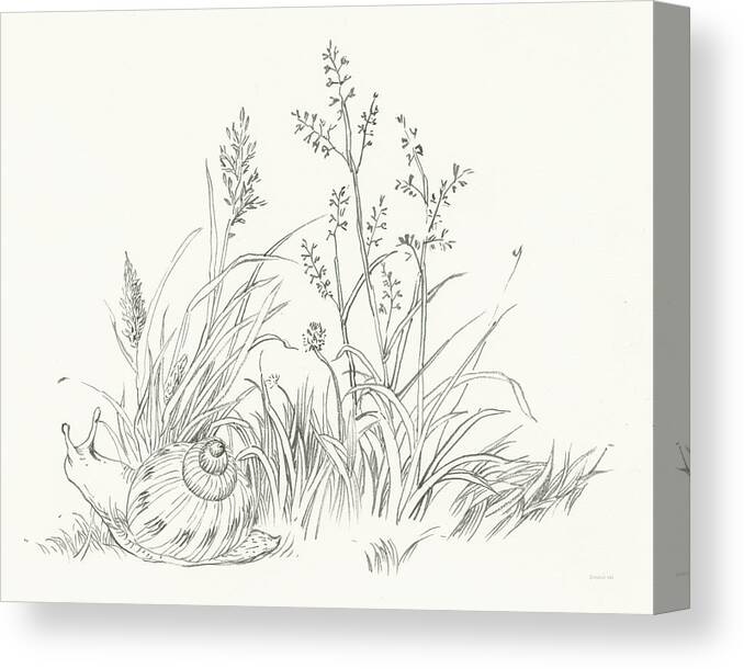 Drawing Canvas Print featuring the drawing Farm Nostalgia Flowers Vii Dark Gray by Danhui Nai