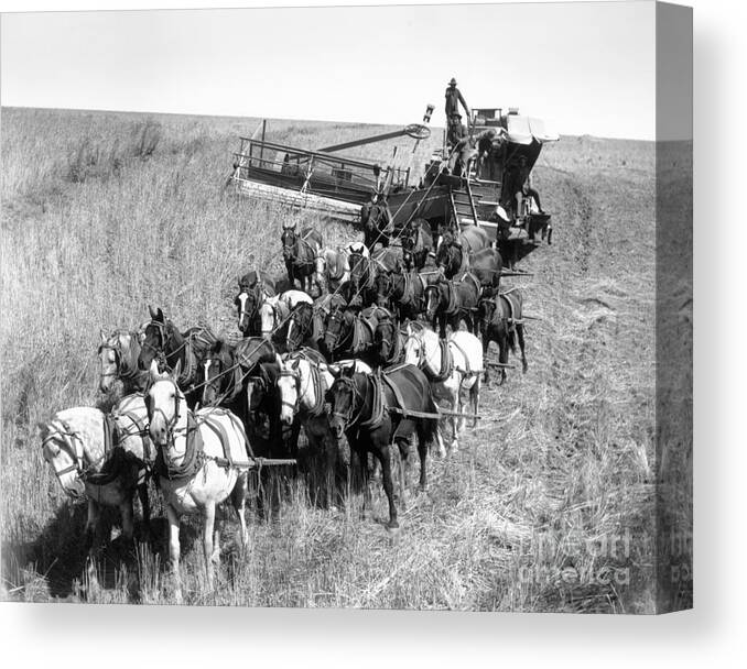People Canvas Print featuring the photograph Farmers Use Horse Driven Harvester by Bettmann
