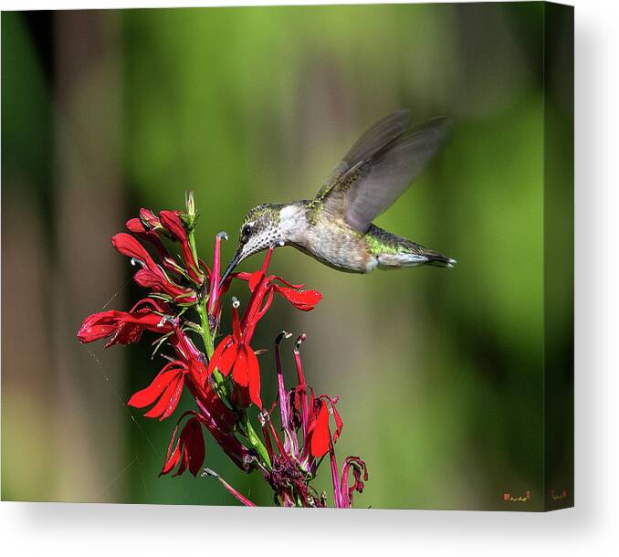 Nature Canvas Print featuring the photograph Female Ruby-throated Hummingbird DSB0319 by Gerry Gantt